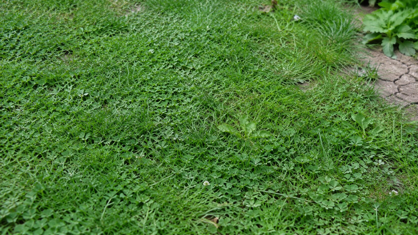 Eco-friendly ground covers suited for best for soil & site, shown thriving in a realistic best for soil & site yard setting