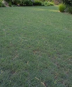 Blue Grama Grass Seed eco-lawn seed — the lawn established in a real garden