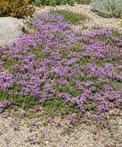 Breckland Thyme Seed eco-lawn seed — the lawn established in a real garden