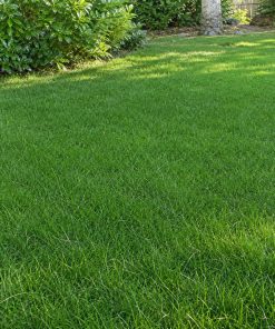 Chewings Fescue Seed eco-lawn seed — the lawn established in a real garden