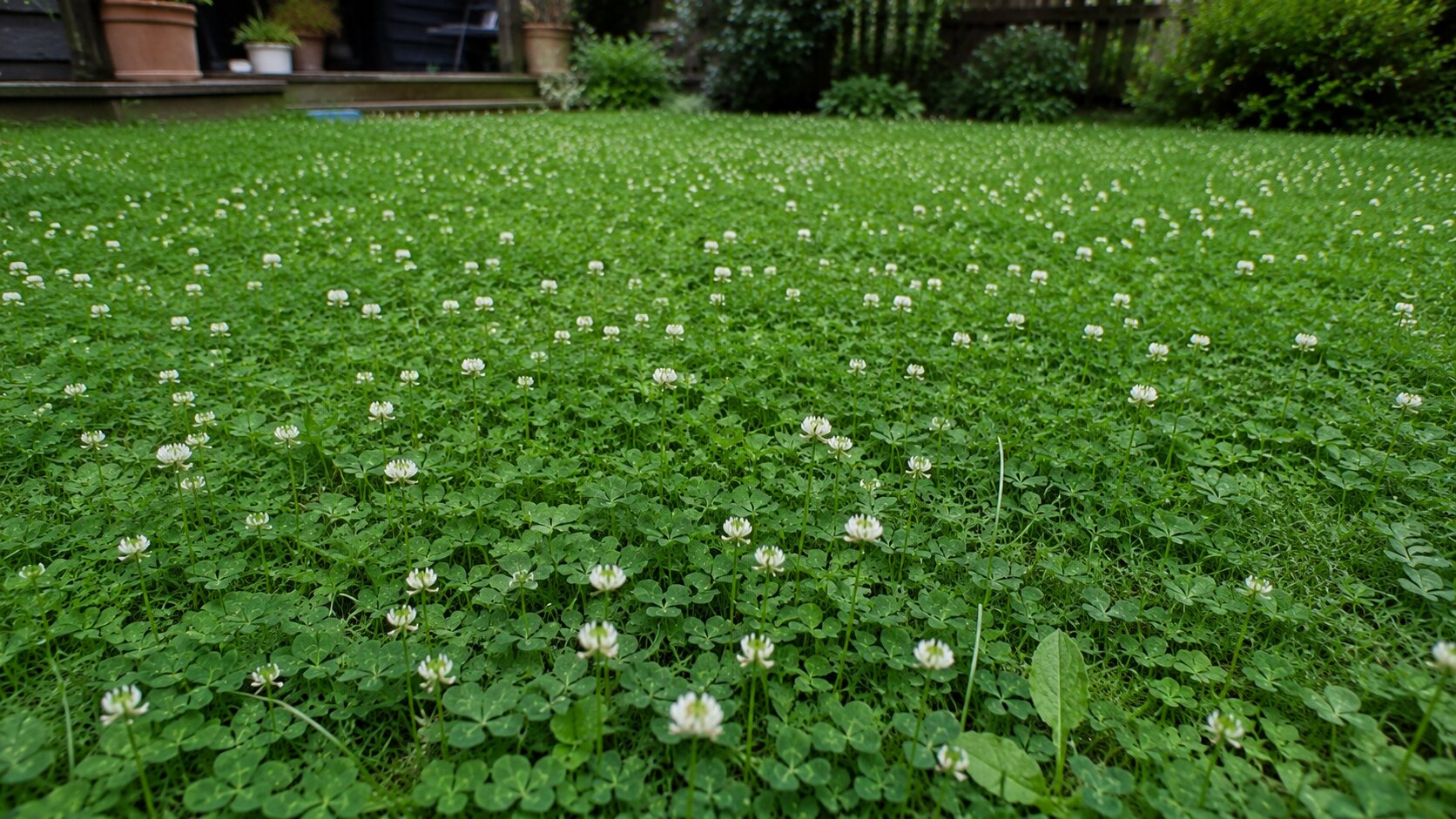 A soft white-clover lawn with scattered blooms in a welcoming low-input backyard