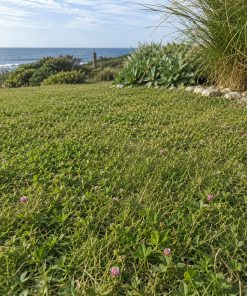 Coastal & Salt-Tolerant Mix eco-lawn seed — the lawn established in a real garden