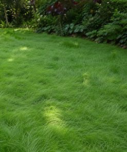 Creeping Red Fescue Seed eco-lawn seed — the lawn established in a real garden