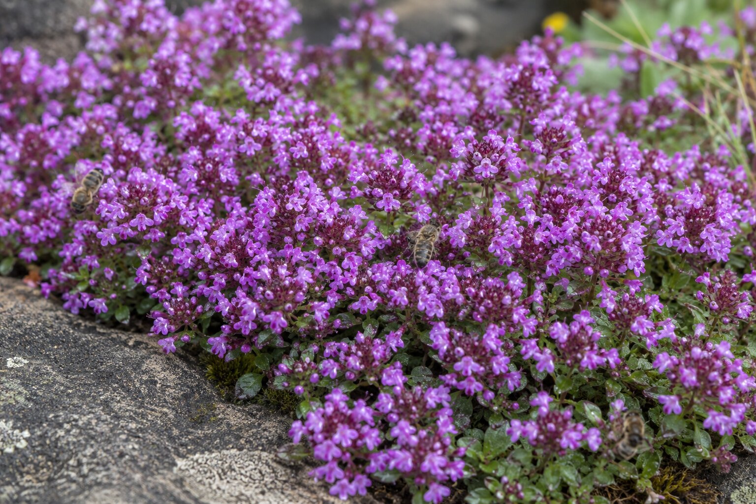 Close-up of red creeping thyme in full bloom, dense low mat covered in tiny magenta flowers with bees