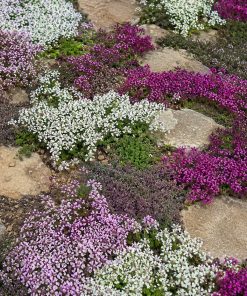 Creeping Thyme Variety Seed Collection eco-lawn seed — the lawn established in a real garden