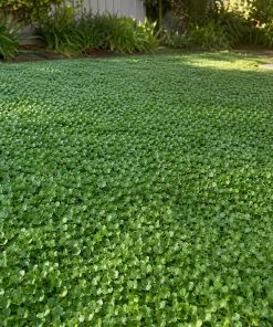 Dichondra Lawn Seed eco-lawn seed — the lawn established in a real garden