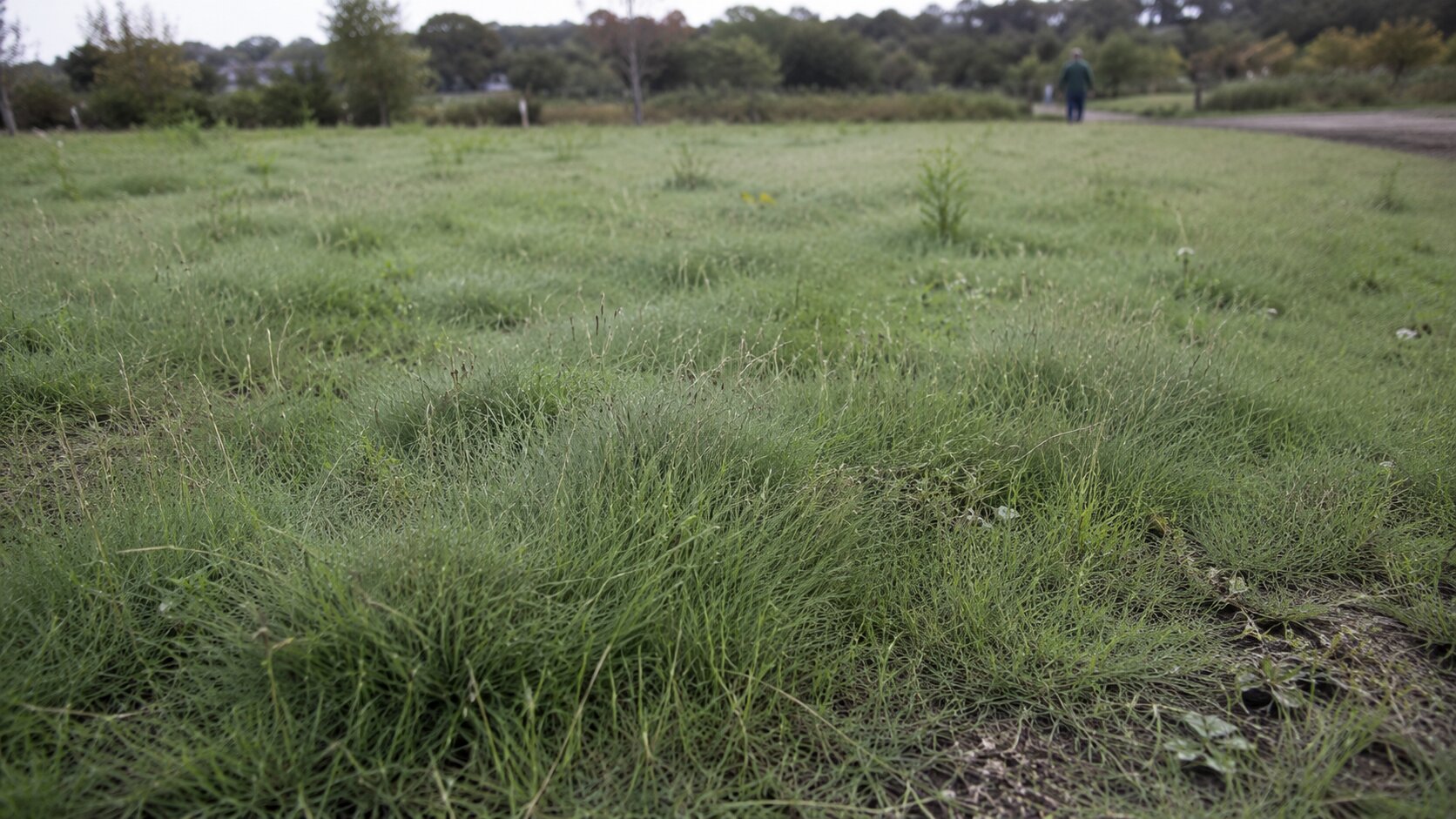 Illustration of native seed suppliers professionals at work installing and maintaining eco-friendly ground-cover lawns