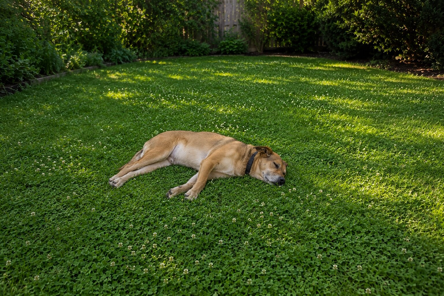 Dog-safe eco-lawn guide showing durable pet-friendly clover and fescue ground cover for yards