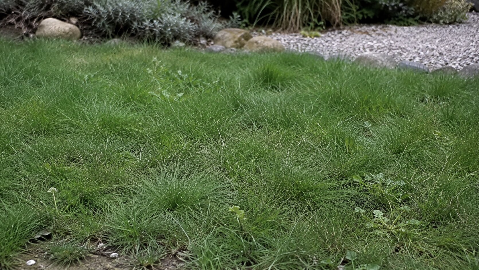 A green drought-tolerant fine-fescue lawn thriving in a dry-climate garden with gravel