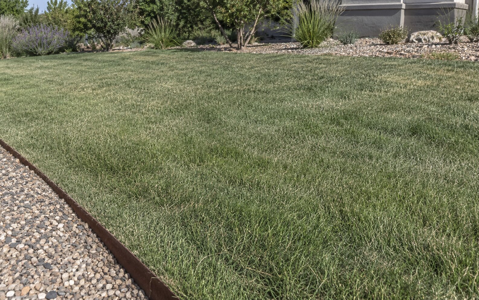 Drought-tolerant sheep fescue staying muted green in a dry sunny yard with gravel edges