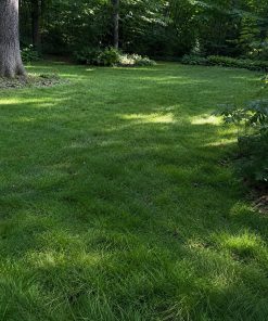 Dry-Shade Understory Mix eco-lawn seed — the lawn established in a real garden