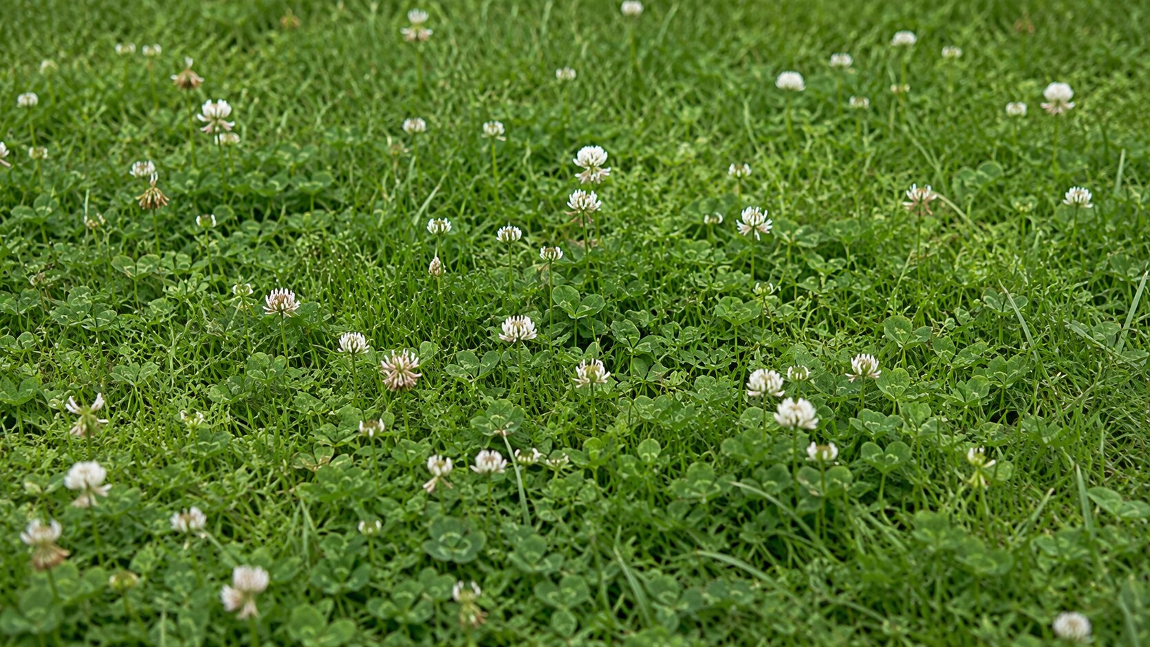 Editorial illustration introducing lawn ecology & environment for planning an eco-friendly, low-input lawn