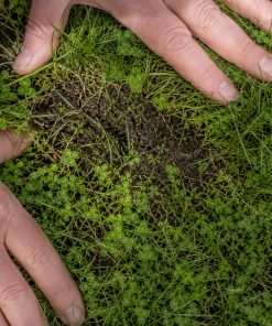 Establishment Assurance eco-lawn seed — the lawn established in a real garden