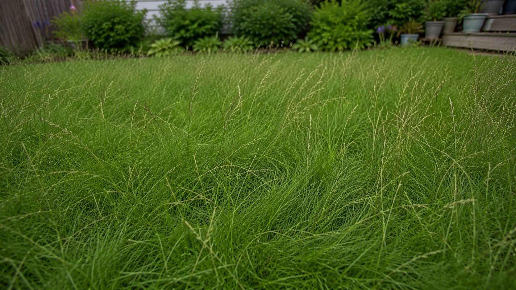 A fine fescue no-mow lawn with soft, fine-bladed grass left long and flowing in a low-input yard