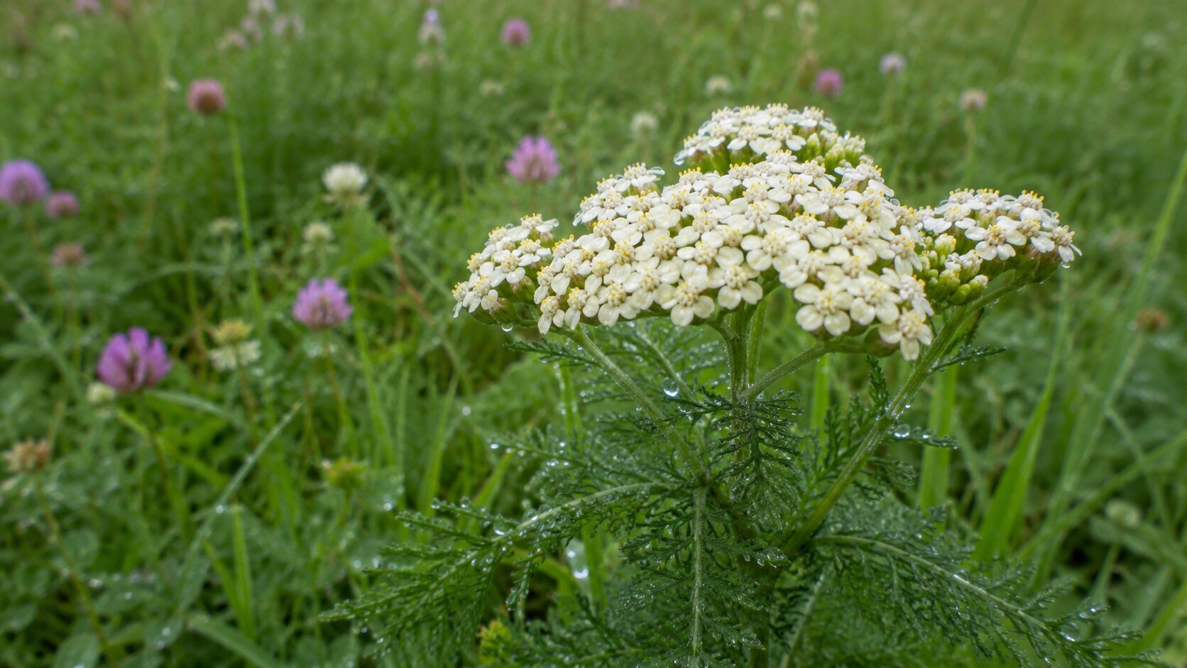 A flowering tapestry lawn with clover and low blooms in a cottage garden