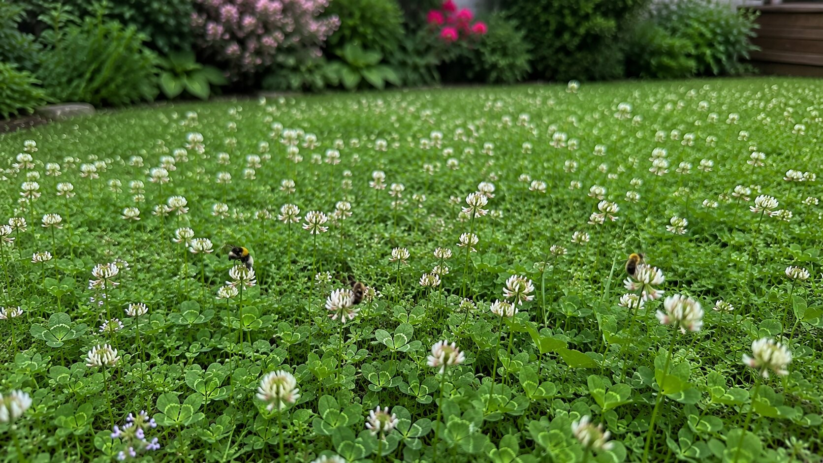 Editorial illustration introducing for eco-gardeners & pollinator advocates for planning an eco-friendly, low-input lawn