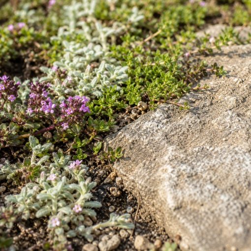 Fragrant steppable path mix close-up showing red, elfin and wooly thymes blended