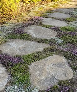 Fragrant Steppable Path Mix eco-lawn seed — the lawn established in a real garden