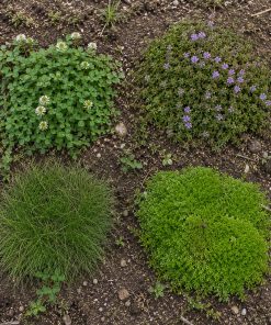 Ground-Cover Seed Sampler eco-lawn seed — the lawn established in a real garden