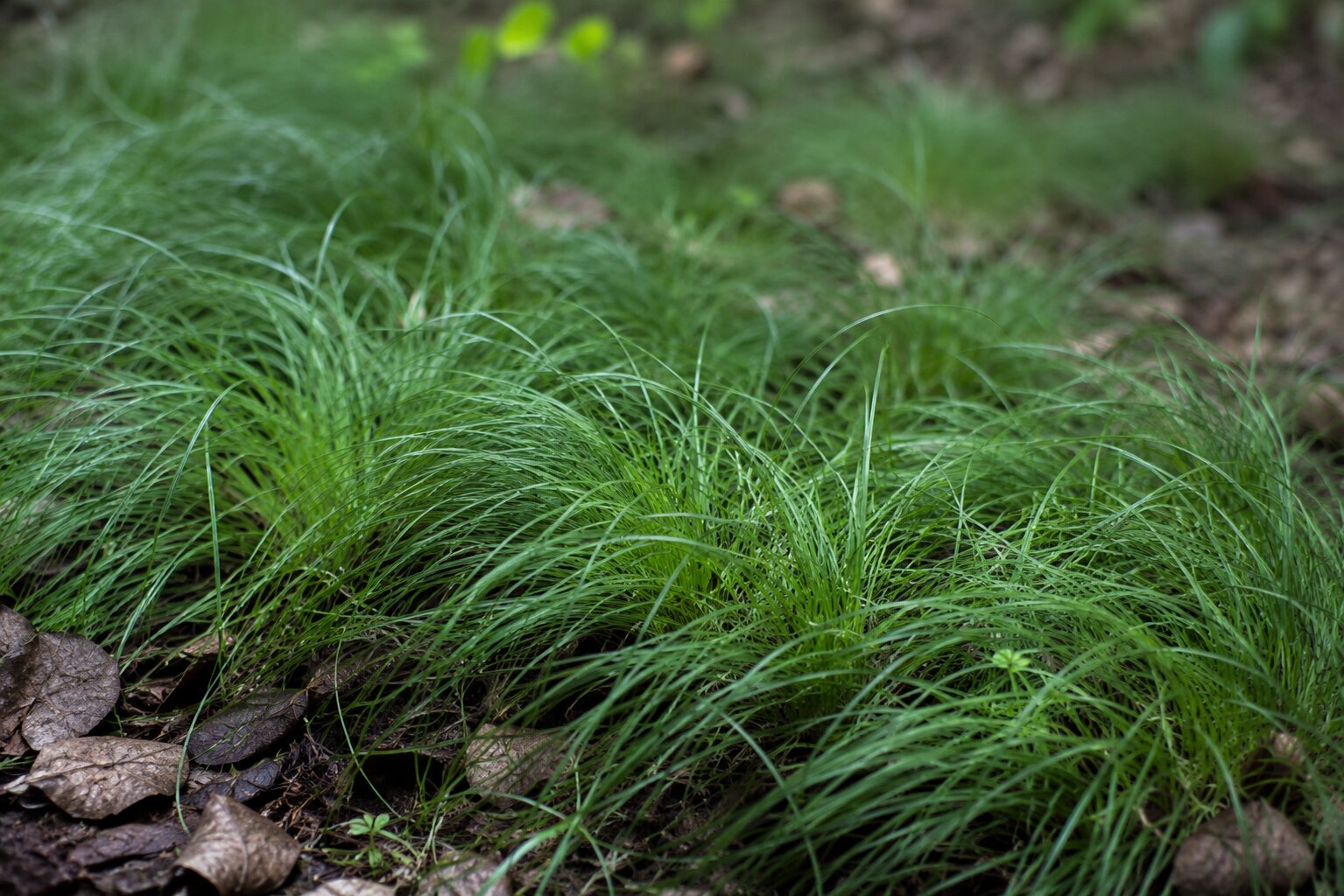 Native sedge growing as a soft grass-like ground cover in dappled shade beneath mature trees
