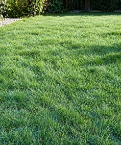 Hard Fescue Seed eco-lawn seed — the lawn established in a real garden