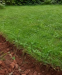 Heavy-Clay Soil Eco Mix eco-lawn seed — the lawn established in a real garden