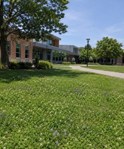 Institutional & Municipal Eco-Lawns eco-lawn seed — the lawn established in a real garden