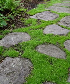 Irish Moss (Sagina) Seed eco-lawn seed — the lawn established in a real garden