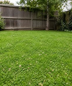 Kids & Play Eco-Lawn Mix eco-lawn seed — the lawn established in a real garden