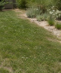 Low-Water Xeriscape Mix eco-lawn seed — the lawn established in a real garden