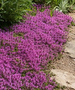 Magic Carpet Thyme Seed eco-lawn seed — the lawn established in a real garden