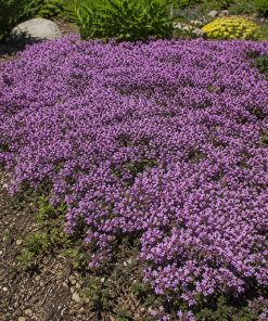Mother of Thyme Seed eco-lawn seed — the lawn established in a real garden
