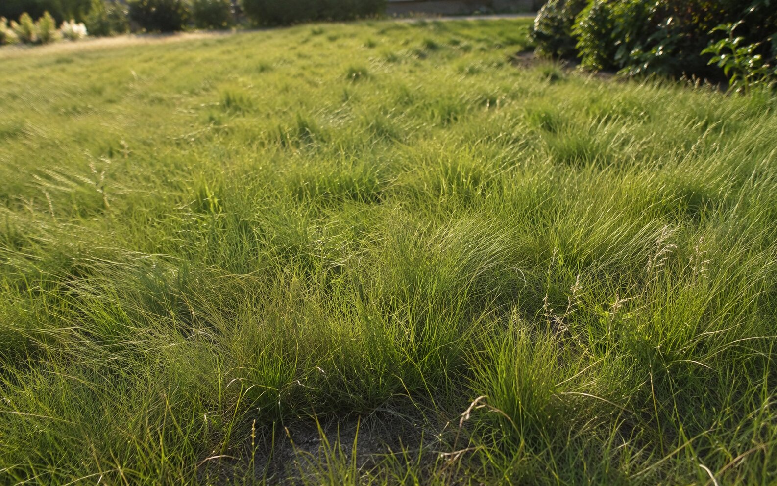 Fine fescue lawn left unmowed at its natural flowing height with a relaxed meadow-like texture