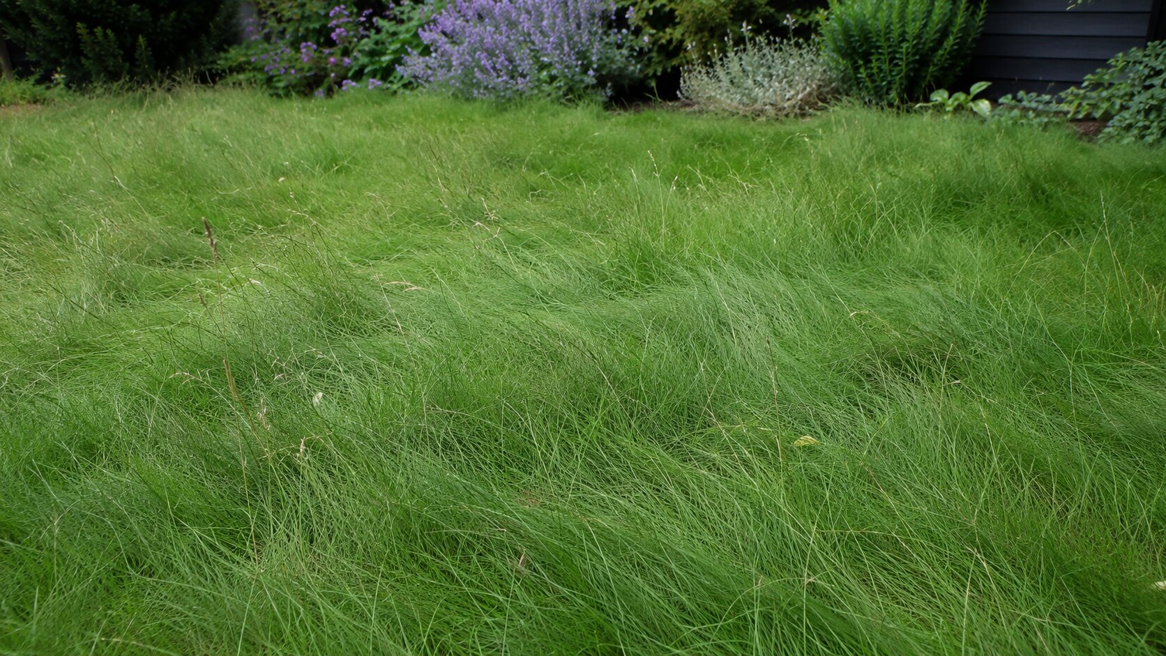 A soft, flowing no-mow fine-fescue lawn left long in a relaxed garden