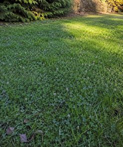 Northern Cold-Hardy Eco Mix eco-lawn seed — the lawn established in a real garden