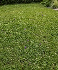 Pollinator Clover Lawn Mix eco-lawn seed — the lawn established in a real garden