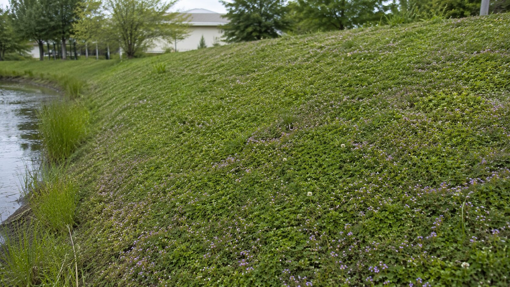 Newly seeded slope with erosion-control matting visible, early root establishment