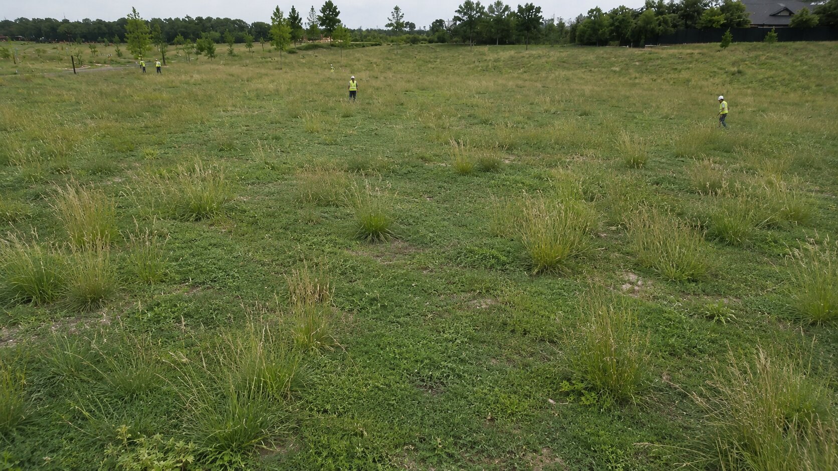 Aerial view of a large-scale native grass or meadow planting in early establishment