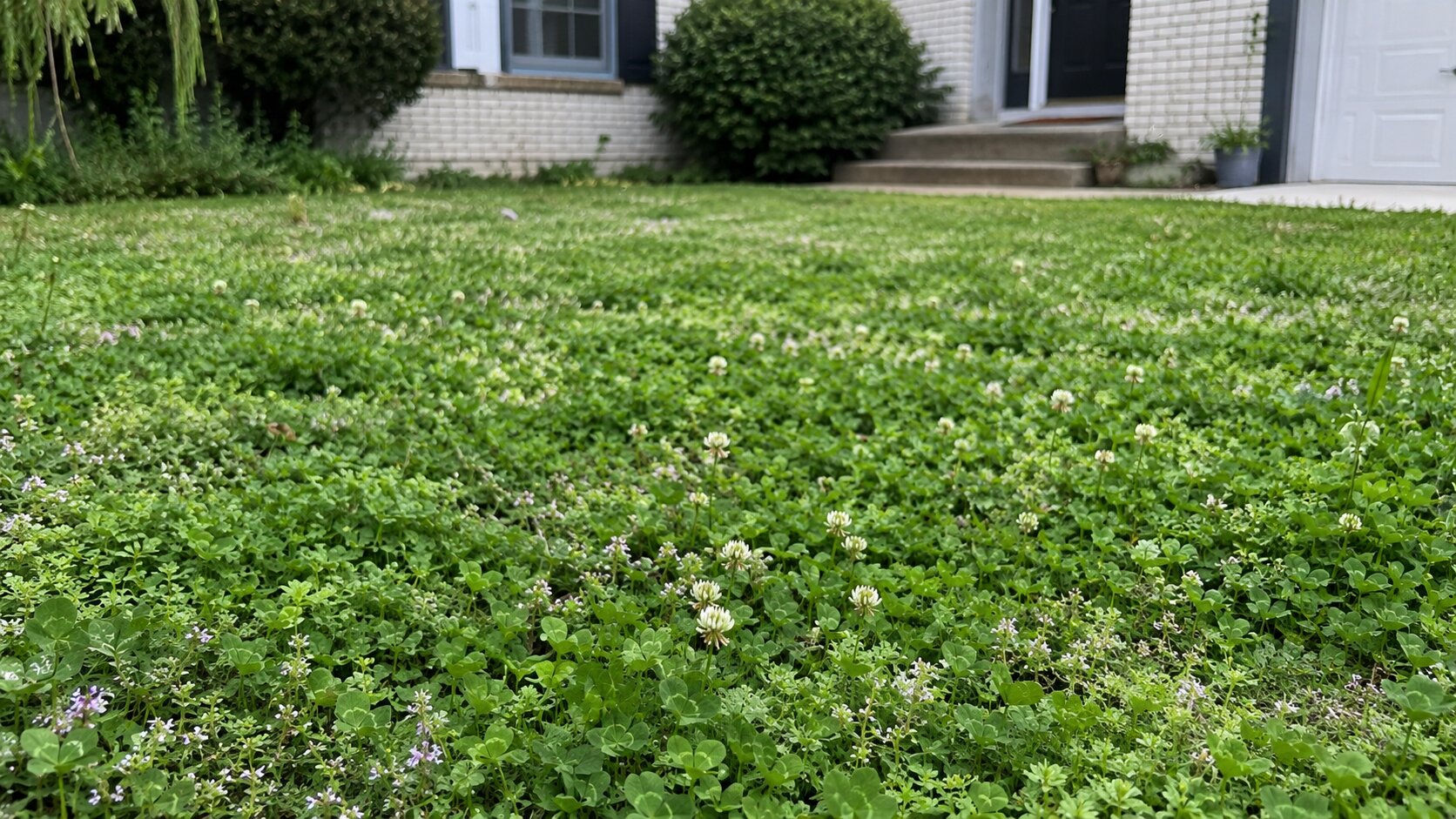 Editorial illustration introducing seed products & specifications for planning an eco-friendly, low-input lawn