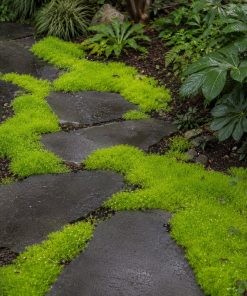Scotch Moss (Sagina) Seed eco-lawn seed — the lawn established in a real garden