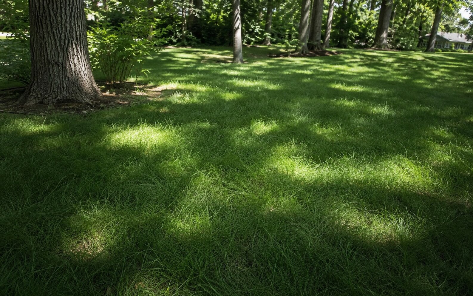 Fine fescue ground cover thriving in dappled shade beneath mature trees with soft light patches