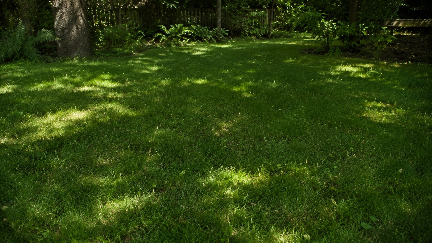 A green shade-tolerant fine-fescue lawn growing beneath mature trees in dappled light