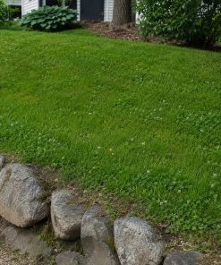 Slope & Erosion-Control Mix eco-lawn seed — the lawn established in a real garden