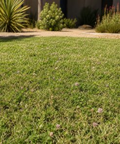 Southern Warm-Zone Eco Mix eco-lawn seed — the lawn established in a real garden