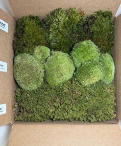 top view of Sample box with cushion, sheet and mood moss