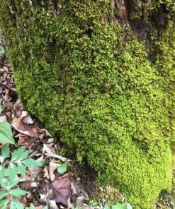 Tree Apron Moss | Anomodon attenuatus
