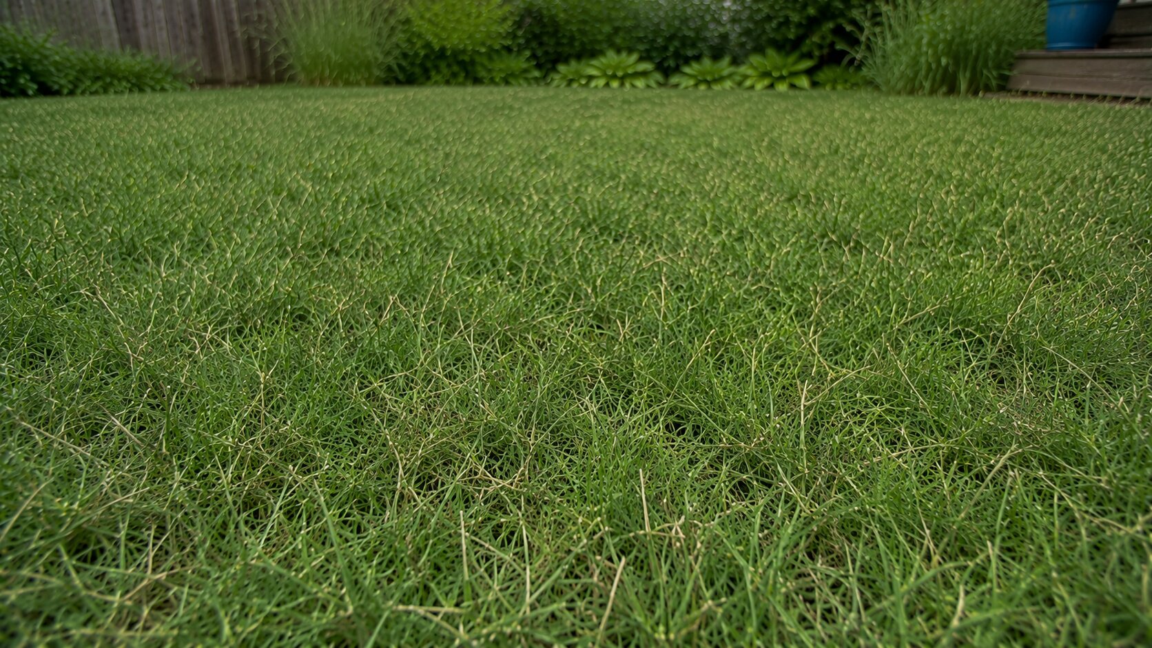 Editorial illustration of Competitive Lawn’s wholesale & bulk seed and its eco-lawn mission and ecology-review approach