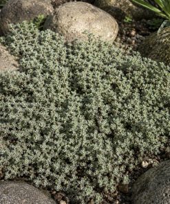 Wooly Thyme Seed eco-lawn seed — the lawn established in a real garden