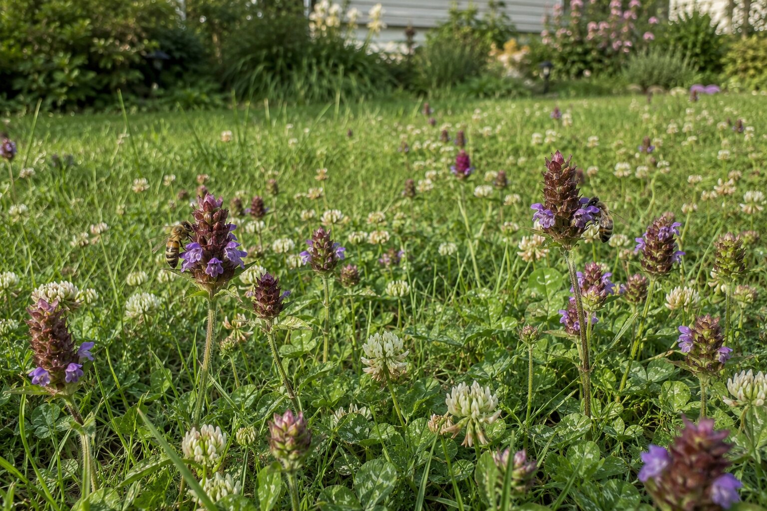 A low clover and self-heal lawn in bloom with bees visible on the flowers