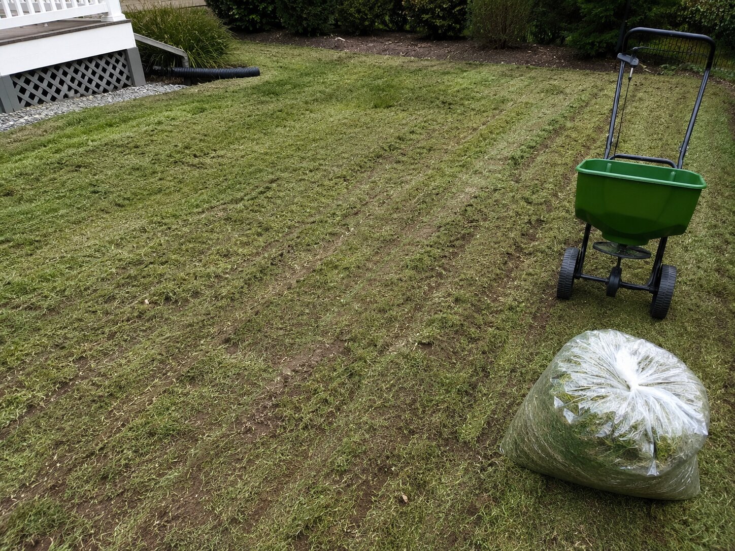 A lawn scalp-mowed short with clippings bagged, seed spreader waiting